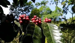 El café colombiano suma ácidos grasos a su dieta para controlar las malas hierbas