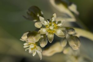 Biología reproductiva del palto (Persea americana Mill.)