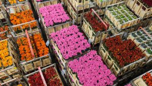 El sector floricultor tuvo el mejor año de su historia y registró ventas por US$1.544 millones