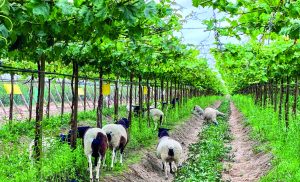 Agropiura, camino hacia la sostenibilidad productiva