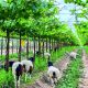 Agropiura, camino hacia la sostenibilidad productiva