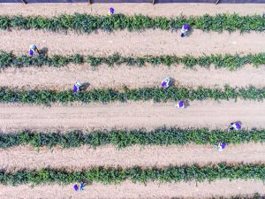 Agualima, recambio varietal antes que ampliar la superficie