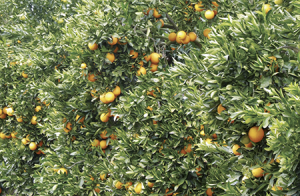 Aspectos clave: la relación entre los nutrientes y la calidad de la fruta