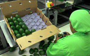 Bajos precios internacionales hacen caer el valor exportado de la palta en 10% en lo que va del año