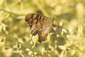 Bioestimulación con efecto biotónico