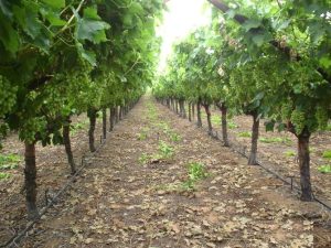 Uso eficiente del agua y fijación de carbono en vides