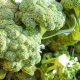 Identifican genes en el brócoli determinantes en su degradación después de la cosecha