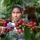 Exportación de café disminuyó 43% en el primer trimestre