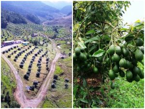 Aguacate Hass: Corpohass creó su propio sello de sostenibilidad en Colombia