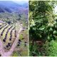 Aguacate Hass: Corpohass creó su propio sello de sostenibilidad en Colombia