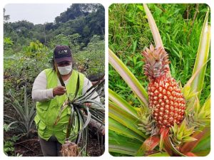 Refuerzan control fitosanitario en cultivos de piña de comunidades indígenas