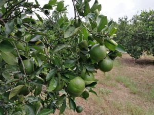 Realizarán un curso sobre manejo integrado del HLB