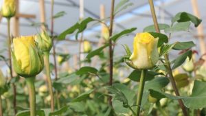 Floricultores prevén exportar 700 millones de tallos por San Valentín