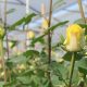 Floricultores prevén exportar 700 millones de tallos por San Valentín