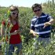 Principios para ajustar el programa de nutrición en arándano a la realidad del campo