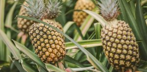 Montería, el municipio más apto para la siembra de piña en Colombia