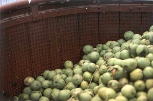 Productores hacen 15 aplicaciones por temporada contra la bacteria