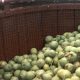 Productores hacen 15 aplicaciones por temporada contra la bacteria