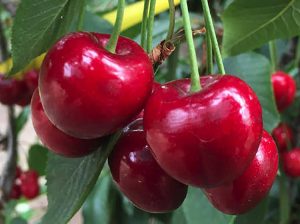 Viverosur: Plantas certificadas de cerezos en Chile