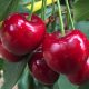 Viverosur: Plantas certificadas de cerezos en Chile