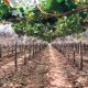 La baja luminosidad y la fertilidad de la vid en Piura