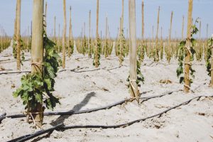 Grupo Avibiol,  a la vanguardia en el control del cadmio en los suelos agrícolas del país