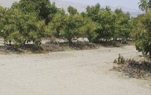 CNTA es hoy un laboratorio de Mérieux NutriSciences