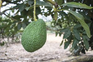 Industria mexicana preparará guacamole con palta peruana