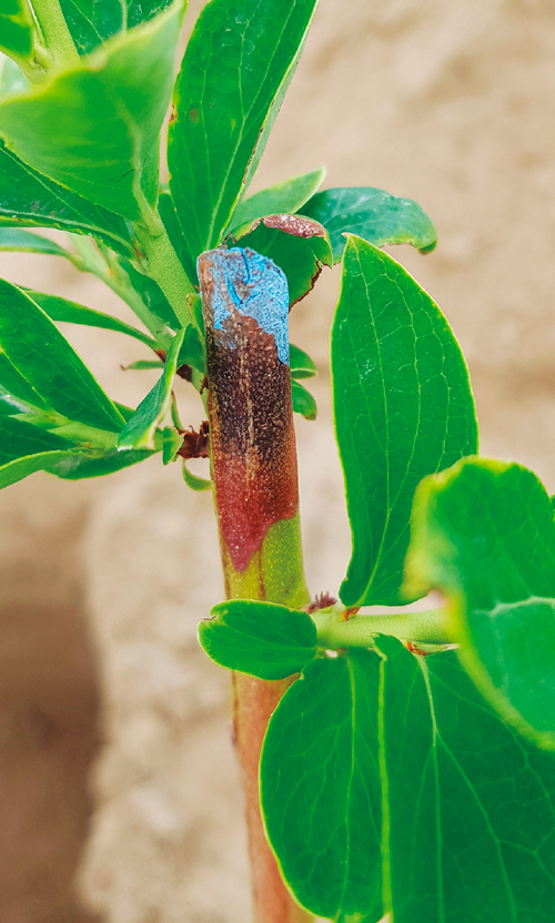 Giancarlo Mazzini, gerente de estrategia varietal de IFG