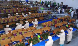 Beta inaugura planta de empaque de paltas en Olmos