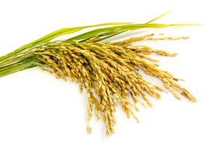 Colombia ya cuenta con aval para exportar semillas de arroz a Ecuador
