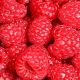 Frambuesa, un berry consolidado en México