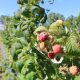 Proyecto busca renovar las plantas de frambuesas y frutillas de más de 2.300 pequeños agricultores que sufren por baja productividad
