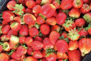 España lideró el año pasado las exportaciones mundiales de fresas frescas