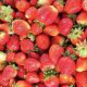 España lideró el año pasado las exportaciones mundiales de fresas frescas