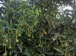 A la búsqueda del verdadero potencial del palto en el valle de Chincha