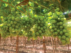 Productores agrícolas piden declarar frutas y verduras como bienes estratégicos