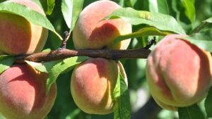 Evalúan uso de extractos vegetales para el control de plagas en frutas