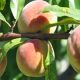 Evalúan uso de extractos vegetales para el control de plagas en frutas