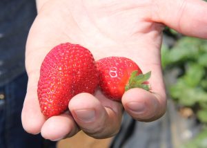 SAG autoriza pesticidas para el control del nematodo de la frutilla