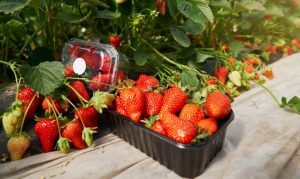50% de la producción de frutillas se encuentra en riesgo por ataque de nematodo