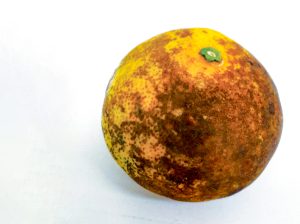 Estrategias para el control de mancha marrón provocada por <i src=