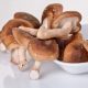 Empresa agrícola chilena busca posicionarse con producción de champiñones exóticos