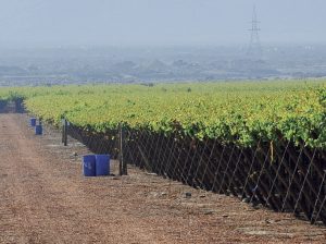 Los planes latinoamericanos de Frutura, la firma que compró a Agrícola Don Ricardo