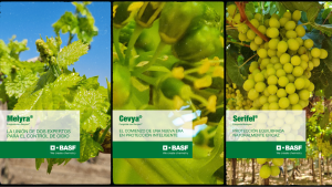Soluciones innovadoras de BASF para la uva de mesa
