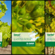 Soluciones innovadoras de BASF para la uva de mesa