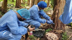 Bananeros piden mantener medidas para contener el Fusarium