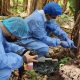 Bananeros piden mantener medidas para contener el Fusarium