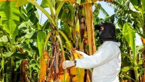 Senasa: “Todas las plantaciones del país tienen el riesgo de infestarse [de Fusarium TR4]”