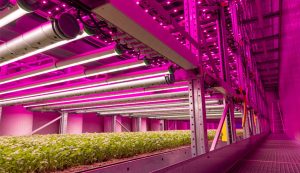 Firmas de agricultura vertical sufren ante alzas de precios de energía y alzas de tasas de interés